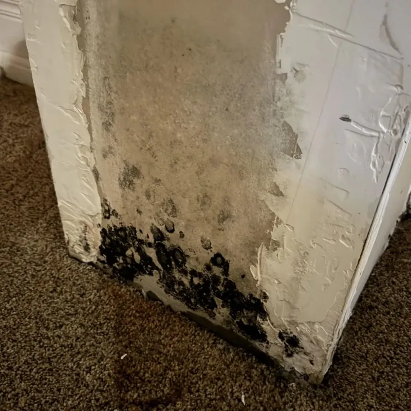 Professional Mold Removal in American Canyon, CA